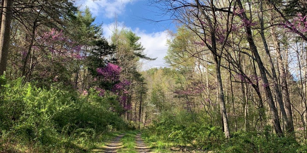 My First 100 Miler: Solo, But Not Alone